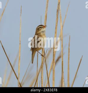 Segge Warbler, Cley Marshes, Norfolk Stockfoto