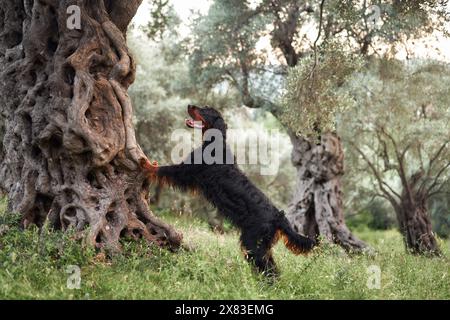 Gordon Setter interagiert mit einem alten Olivenbaum, lebhaft und neugierig. Der Hund steht auf Hinterbeinen und verschmilzt Verspieltheit mit dem zeitlosen Hain Stockfoto