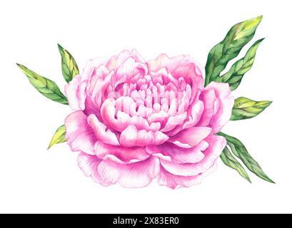 Aquarell Pfingstrosen Blume Illustration. Rosa handgezeichnete Pfingstrose Blume mit Blättern - für Sträuße, Kränze, Hochzeitseinladungen, Jahrestage, Geburtstag Stockfoto