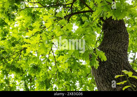 Eiche. Baumkrone im grünen Laub. Frühlingsgrüner Hintergrund. Nahaufnahme, Kopierbereich. Stockfoto