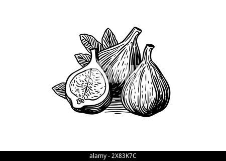 Feigen Frucht handgezeichnete Tinte Skizze. Vektorillustration mit Gravur. Stock Vektor