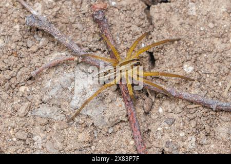 Tollwütige Wolfsspinne (rabidosa rabida) Stockfoto