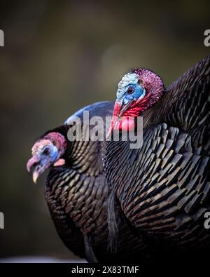 Nahaufnahme von zwei Merriam's tom Truthühnern - Meleagris gallopavo - im Frühjahr Colorado, USA Stockfoto