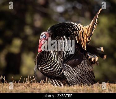 Merriam's tom turkey - Meleagris gallopavo - in voller Strut Colorado, USA Stockfoto