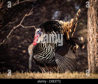Merriam's tom turkey - Meleagris gallopavo - in voller Strut Colorado, USA Stockfoto