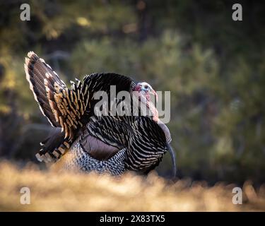 Merriam's tom turkey - Meleagris gallopavo - in voller Strut Colorado, USA Stockfoto