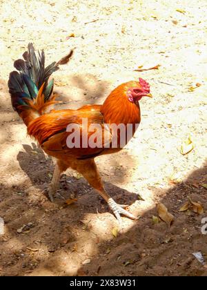 Hahn In Den Wächtern Der Linie (Kuladeivam Tempel In Tamil Nadu, Indien) Stockfoto