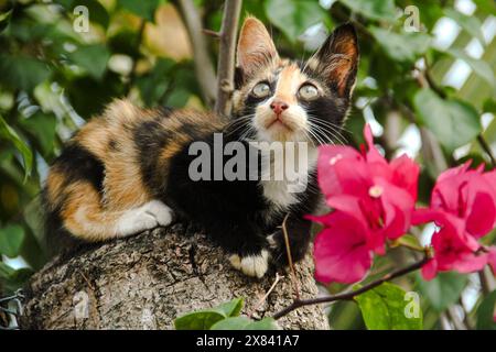 Lokale Kätzchen mit drei Farben entspannen und bleiben ruhig auf dem Stamm eines alten Baumes und mit roten Bougainvillea-Blüten im Hintergrund und Stockfoto