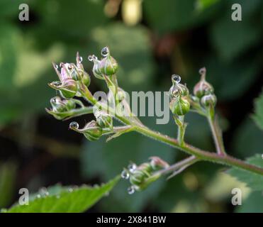 Brombeerknospen und Blumen auf einem Busch. Blühender Rubus fruticosus im Garten. Stockfoto