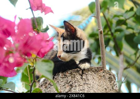 Lokale Kätzchen mit drei Farben entspannen und bleiben ruhig auf dem Stamm eines alten Baumes und mit roten Bougainvillea-Blüten im Hintergrund und Stockfoto