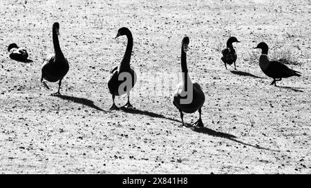 Enten und Schwäne in Schwarz-weiß Stockfoto