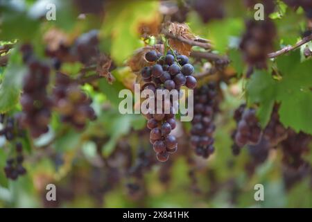 Rohe süße rote Trauben aus biologischem Anbau. Wein Trauben Textur, gesunde Früchte. Stockfoto