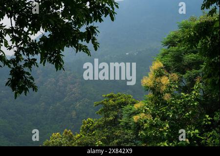 Himalaya-Berge und üppig grüner Wald. Bewölkter Tag im Monsun in den Bergen. Landschaftlich reizvolle Landschaften von Darjeeling, Westbengalen, Indien. Stockfoto