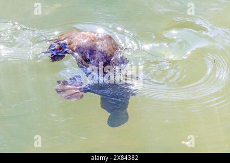 Platypus Schwimmen und Tauchen in einem sonnendurchfluteten Pool des gebrochenen Flusses im eungella Nationalpark Stockfoto