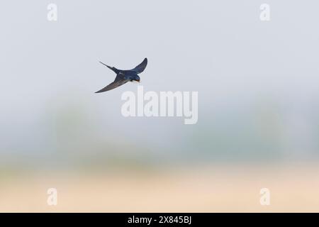 Scheunenschwalbe Hirundo rustica, Erwachsener fliegt mit Nestmaterial im Schnabel, Suffolk, England, Mai Stockfoto