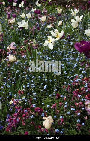 Tulpen und Vergissmeinnots in den Hermannshofgärten in Weinheim. Stockfoto