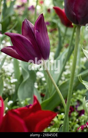 Violette Tulpe blüht in den Hermannshofgärten in Weinheim Stockfoto