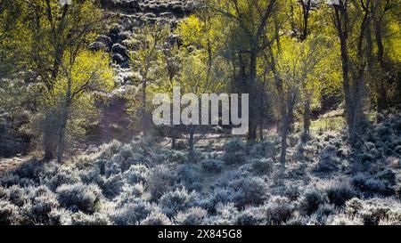 21. Mai 2024: Die blühenden Cottonwoods im Frühling und der frostige Sagebrush verleihen der hohen Wüstenlandschaft eine brillante Farbe. Gunnison River Basin, Gunnison, Colorado. Stockfoto