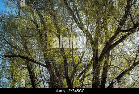 21. Mai 2024: Die blühenden Cottonwoods des Frühlings verleihen einer hohen Wüstenlandschaft leuchtende Farben. Gunnison River Basin, Gunnison, Colorado. Stockfoto