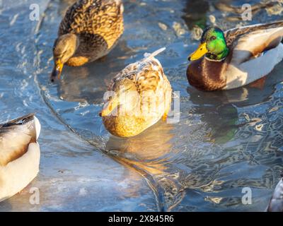 Entenherde, die auf dem eisgefrorenen Teich des Stadtparks spielen und schwimmen. Vögel in Wintermöwen, Enten schwimmen in einem teilweise gefrorenen See Stockfoto