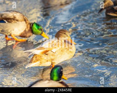 Entenherde, die auf dem eisgefrorenen Teich des Stadtparks spielen und schwimmen. Vögel in Wintermöwen, Enten schwimmen in einem teilweise gefrorenen See Stockfoto