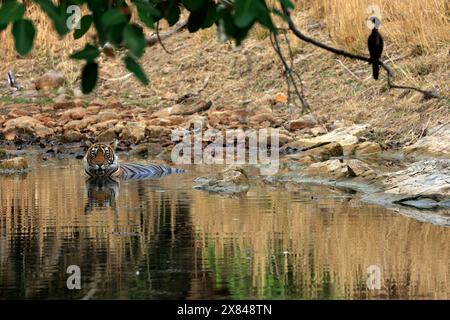 Die atemberaubende Tierwelt des Ranthambore National Park Indien Stockfoto