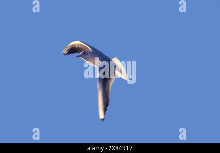 Möwe im Flug Stockfoto