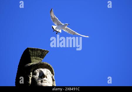 Möwe und Kopf der griechischen Statue Pallas Athena, München, Deutschland Stockfoto