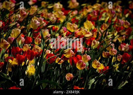 Bunte Tulpen im Garten. Schöne Tulpen für Postkarten-Schönheitsdesigns. Tulpengarten, Tulpenmotive. Stockfoto