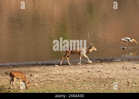 Die atemberaubende Tierwelt des Ranthambore National Park Indien Stockfoto