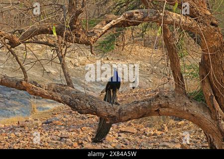 Die atemberaubende Tierwelt des Ranthambore National Park Indien Stockfoto