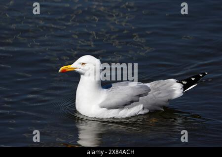 Europäische Heringsmöwe (Larus argentatus) schwimmt im Wasser, Nordseeküste, Schleswig-Holstein, Deutschland Stockfoto