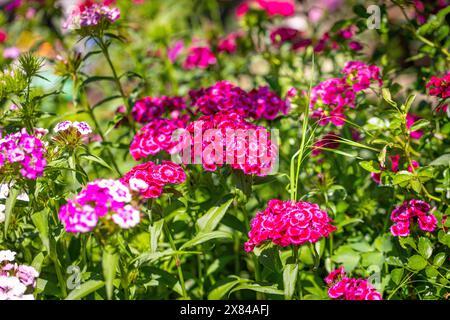 Süße williams (Dianthus barbatus) in verschiedenen Farben im Garten, hauptsächlich rosa und rot, Ternitz, Niederösterreich, Österreich Stockfoto