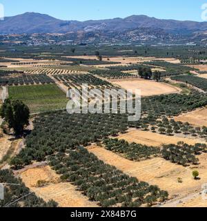Blick von einer erhöhten Position auf mehrere Olivenplantagen mit Olivenbäumen (Olea europea) in der Messara Ebene in der Nähe von Phaistos, Festos, Kreta, Griechenland Stockfoto