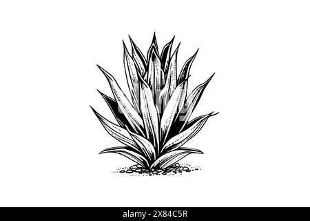 Skizze mit blauer Agave-Tinte. Tequila-Zutat-Vektorzeichnung. Gravurillustration eines mexikanischen Werks. Stock Vektor