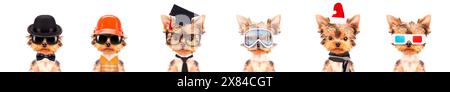 Niedliche Welpen in verschiedenen Kostümen wie Lehrer, Skifahrer, Gentlemen, Arbeiter und Weihnachtsmann isoliert auf weißem Hintergrund Stockfoto