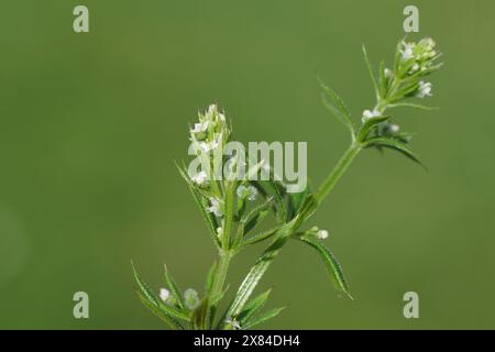 Nahaufnahme von Anhalter, Spaltscheiben (Galium aparine) mit kleinen weißen Blüten. Frühling, Mai, Niederlande Stockfoto