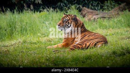 Tiger liegt im Gras. Stockfoto