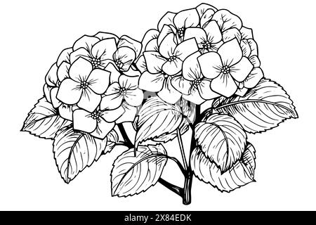 Vintage Hand-gezeichnete Hortensie Vektor-Illustration: Skizze der Hortensia Blume, Blumendesign. Stock Vektor