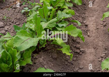 Blatt der Rübenwurzel. Frische grüne Blätter von Rübenwurzel oder Rübenwurzel-Sämling. Reihe von grünen jungen Rüben Blätter Wachstum in Bio-Farm. Closeup Rote Beete verlassen Stockfoto