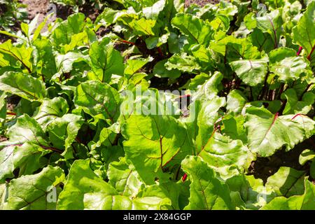 Blatt der Rübenwurzel. Frische grüne Blätter von Rübenwurzel oder Rübenwurzel-Sämling. Reihe von grünen jungen Rüben Blätter Wachstum in Bio-Farm. Closeup Rote Beete verlassen Stockfoto