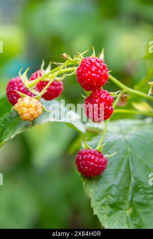 Himbeerzweig im Garten. Produktionsfokus. Stockfoto