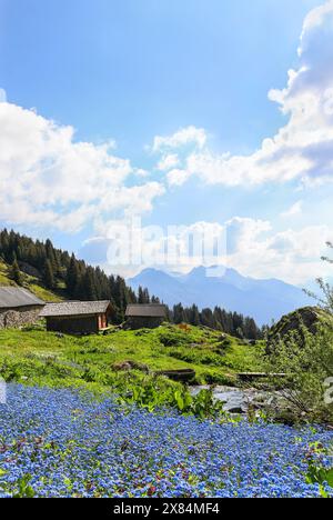 Alpental mit wilder Flora im Sommer mit einem großen Fleckchen von Vergissmeint-Not-blauen Blumen im Vordergrund Stockfoto
