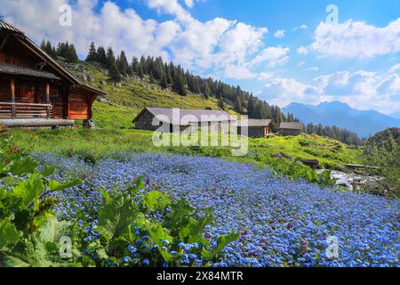 Üppige Pflanzenvielfalt auf dem Alpenberg im Sommer mit einem großen Fleck von vergessenen blauen Blüten im Vordergrund - Fokus stapeln für scharfe Vorder Stockfoto