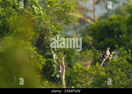 Ein Paar grüner Kaisertauben (Ducula aenea) auf einem Baumgipfel in der Nähe von Mount Tangkoko und Mount Duasudara in Bitung, Nord-Sulawesi, Indonesien. Stockfoto