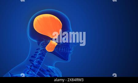 Menschliche Körpermuskulatur Kiefermuskulatur Stockfoto