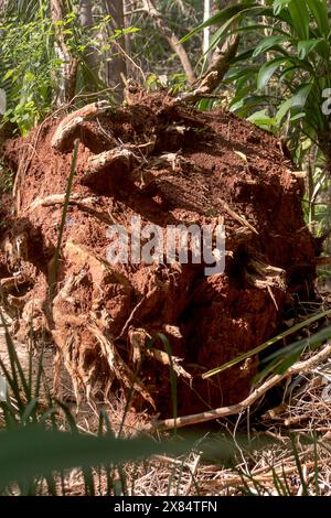 Sturmschäden durch Freak Tornado im Regenwald, Tamborine Mountain, Australien. Weihnachtsfeiertag 2023. Unterseite der Wurzeln eines riesigen Gummibaums, der im Sturm gefällt wurde. Stockfoto