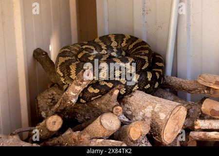 Australische Teppichpython, Morelia spilota, auf einem Holzhaufen im Queensland-Garten gewickelt. Schlafen im Spätherbst, bereit für den Winterschlaf. Stockfoto