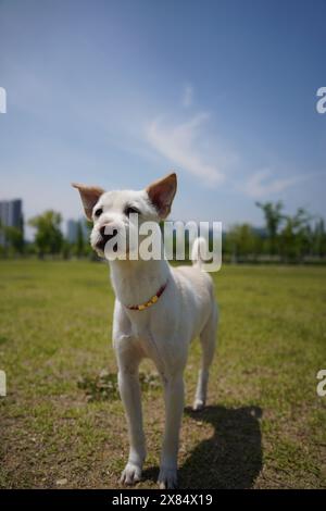 Ein weißer Hund mit rotem Kragen steht in einem sonnigen Park Stockfoto