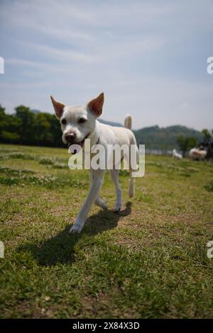 Ein weißer Hund läuft mit offenem Mund auf dem Gras. Stockfoto